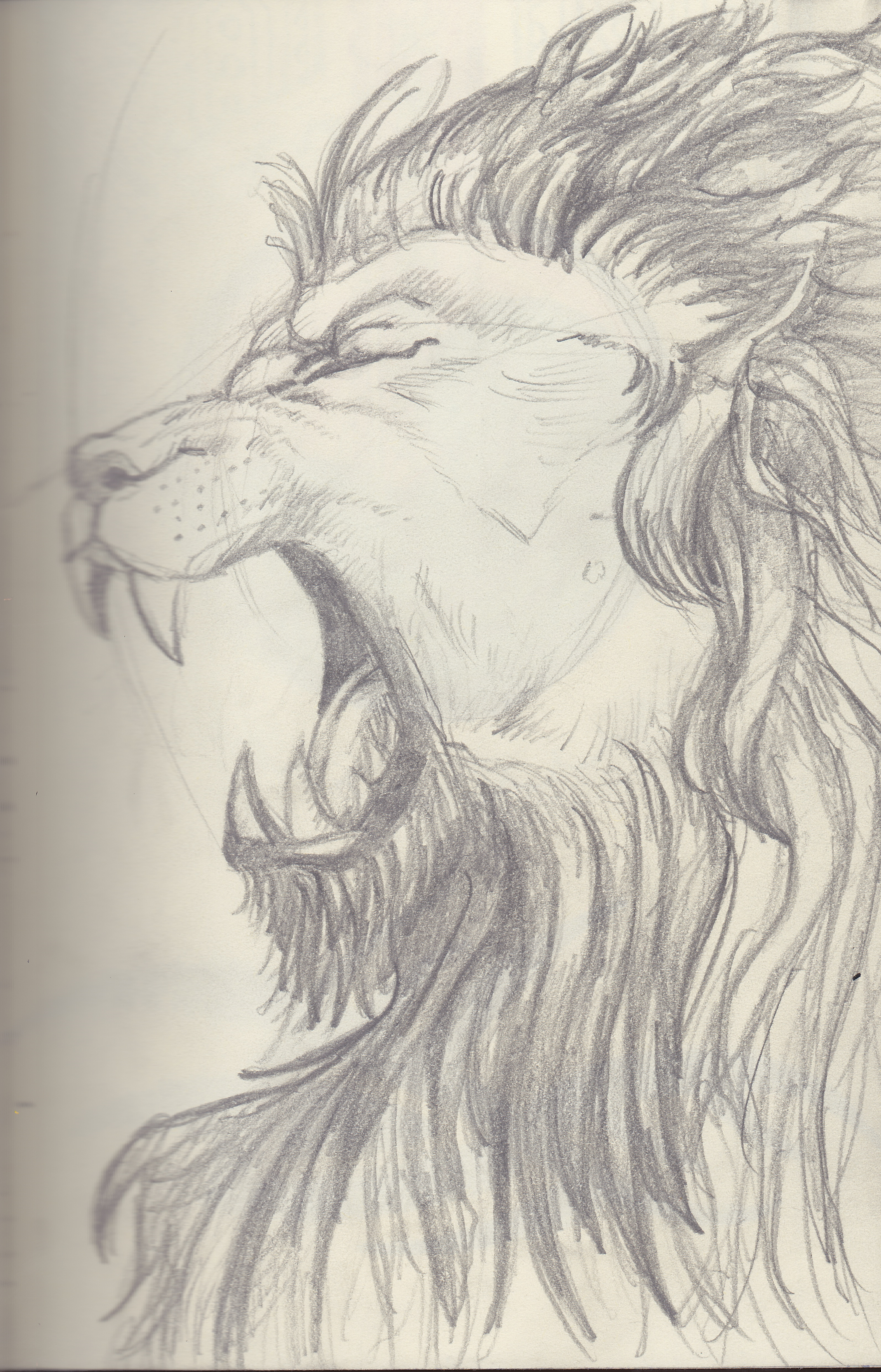 Lion Roar pencil sketch